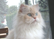 开云体育入口-舞台越大越强，约基奇与英超争冠之夜的跨界启示