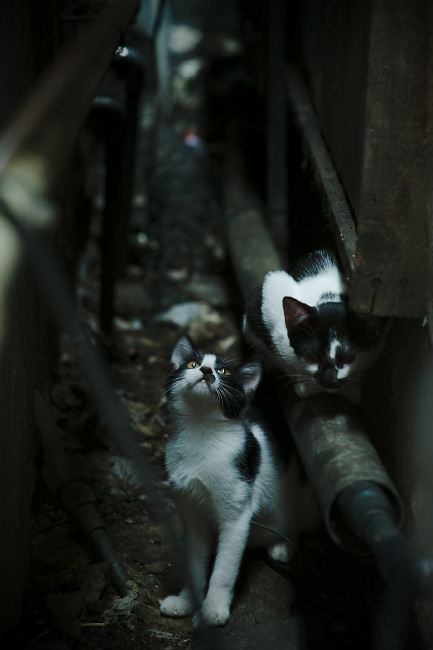 艺术之城的绿茵狂想曲，穆勒导演佛罗伦萨式胜利，丹麦童话黯然失色